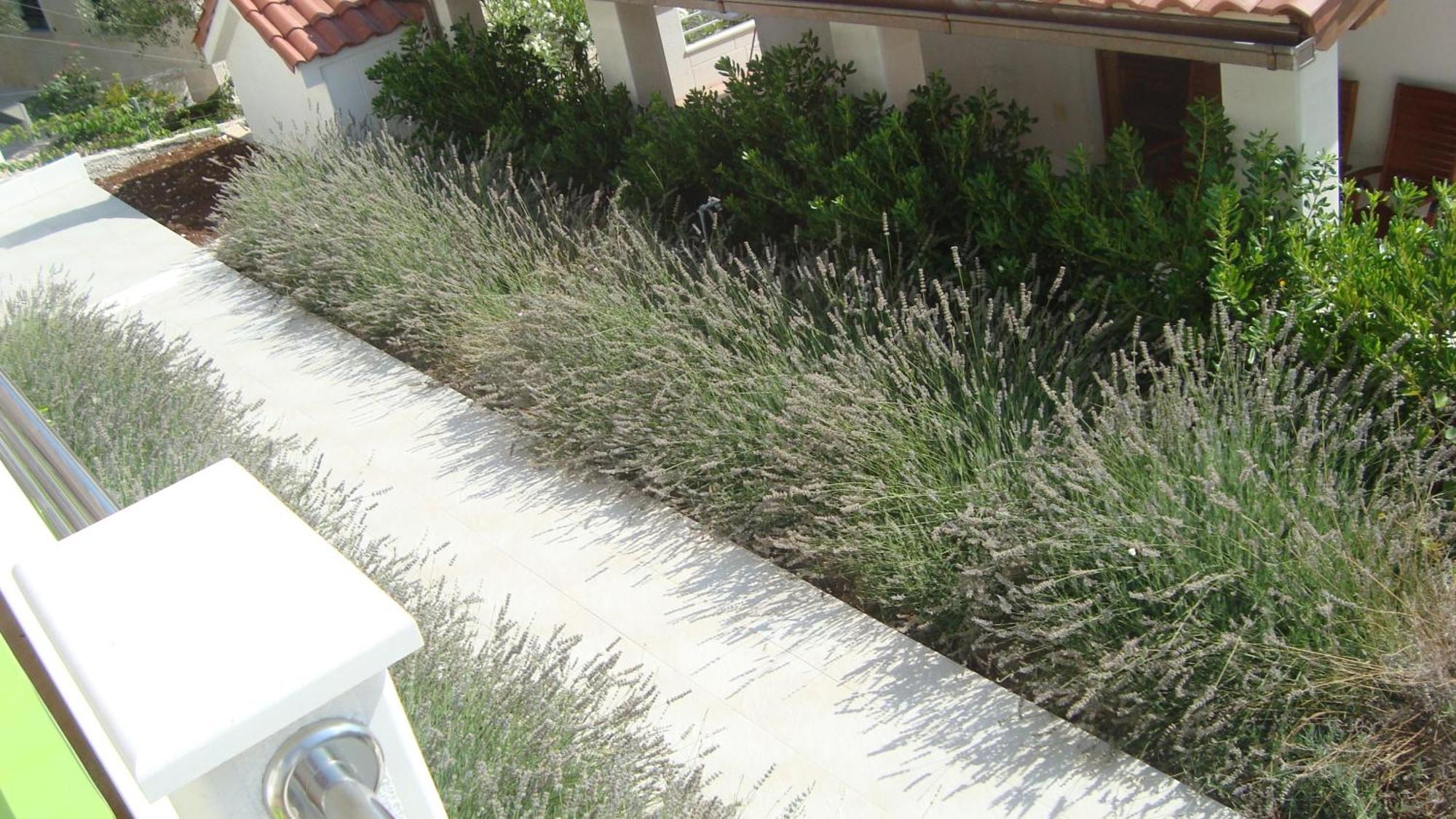 Apartments Niana With Heated Seawater Swimingpool Donji Okrug  Εξωτερικό φωτογραφία